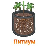 Pitium ili pitioznaya kornevaya gnil-100.jpg