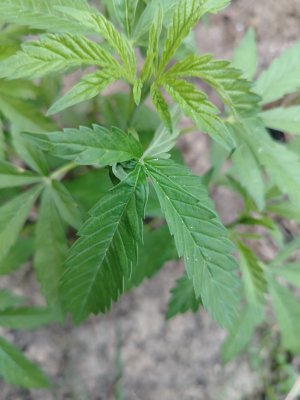 IMG_20250724_201618.jpg