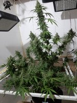 20260213_053726.jpg