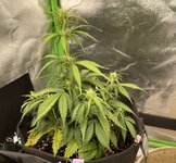 IMG_3281.jpeg