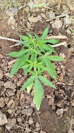 1778510380177.jpg