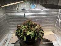 самая смехотворная печенька на Диком Юге