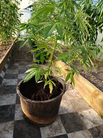 IMG_20260718_183909.jpg