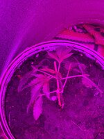 IMG_4751.jpeg