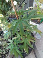 IMG_20260808_164006.jpg