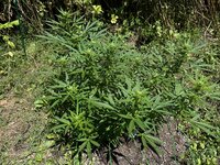 IMG_9840.jpeg