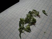 IMG_9828.jpeg