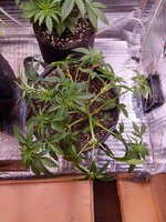 IMG_20260824_183013_HDR.jpg