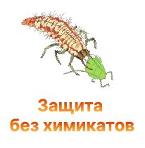 /threads/kak-zaschitit-konoplju-ot-vreditelej-bez-ximikatov.1389/