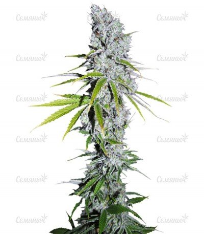 sort_CBD_Skunk_Haze.jpg