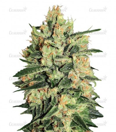 sort_Durga_Mata_II_CBD.jpg
