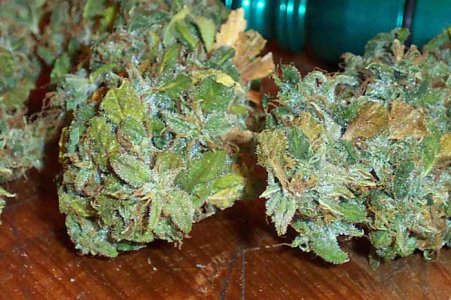 g13.jpg g13.jpg