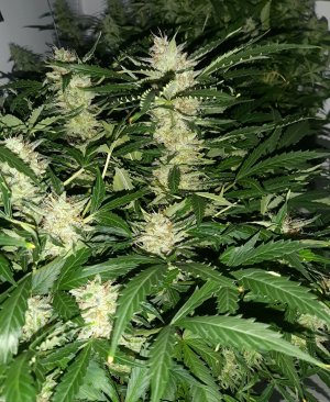20230420_074221.jpg