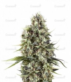 sort_Chocolate_Haze_RQS__GSGrat24zYM1RvKJ.jpg
