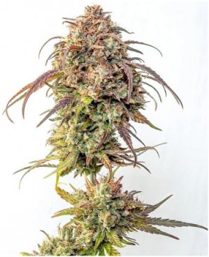purple punch.jpg