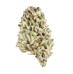 zookies.png zookies.png
