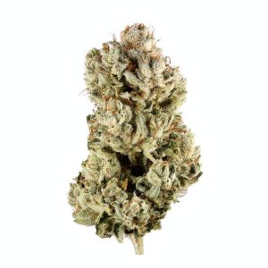 Gorilla GLue.jpg