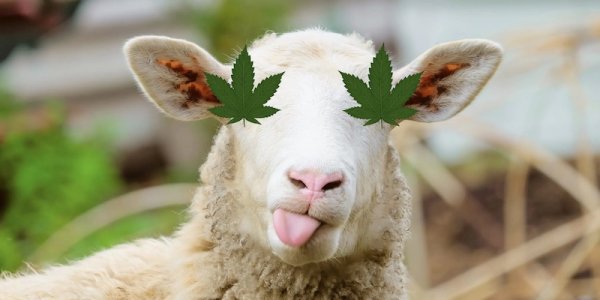 animales_800x400.jpg