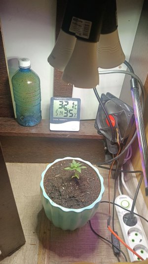 IMG_20240629_213745_889.jpg